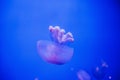 Jelly fish in acquarium Royalty Free Stock Photo