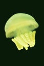 Jelly fish in an aquarium Royalty Free Stock Photo