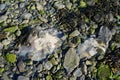 Jelly fish on the beach low tide Royalty Free Stock Photo