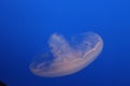 Jelly Fish in beautiful blue water Royalty Free Stock Photo