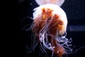 Jelly fish Beautiful jellyfish, medusa in the neon light. Aquarium with vivid jellyfish. Underwater life in ocean Royalty Free Stock Photo