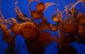 Jelly-Fish-Blue