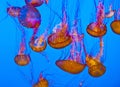 Jelly fish in the blue ocean Royalty Free Stock Photo