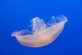 Jelly fish in the blue sea Royalty Free Stock Photo