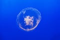 Jelly fish in the blue sea Royalty Free Stock Photo