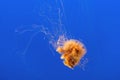 Jelly fish in the blue sea Royalty Free Stock Photo