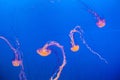 Jelly fish in the blue sea Royalty Free Stock Photo