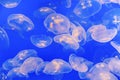 Jelly fish in the blue sea Royalty Free Stock Photo