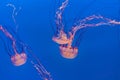 Jelly fish in the blue sea Royalty Free Stock Photo