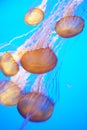 Jelly fish blue water Royalty Free Stock Photo