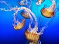 Jelly Fish in Blue Water Royalty Free Stock Photo