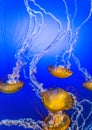 Jelly Fish in Blue Water Royalty Free Stock Photo