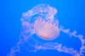 Jelly fish blue water Royalty Free Stock Photo