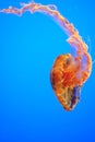 Jelly fish blue water Royalty Free Stock Photo