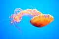 Jelly fish blue water Royalty Free Stock Photo