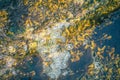 Jelly fish in creek streem flowing through downtown ketchikan Royalty Free Stock Photo