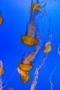 Jelly fish in the deep blue sea Royalty Free Stock Photo