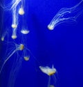 Jelly fish in in deep water swiming with the blue background and long tentacles spread around Royalty Free Stock Photo