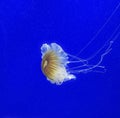 Jelly fish in exotic deep water swiming with the blue background and long tentacles spread around Royalty Free Stock Photo