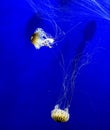 Jelly fish in exotic nature swiming in deep water with the blue background and long tentacles Royalty Free Stock Photo