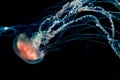 Jelly fish glowing Royalty Free Stock Photo