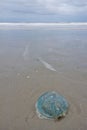 Jelly-fish lying on the beach surf of the ocean Royalty Free Stock Photo