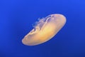 Jelly fish in the Monterey Bay Aquarium Royalty Free Stock Photo