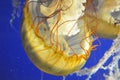Jelly Fish MÃÂ©duse jaune sur fond bleu