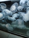 Jelly fish are one interesting creater Royalty Free Stock Photo