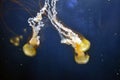 Jelly fish at Pier39 aquarium