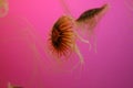 Jelly fish, pink background