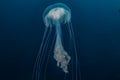 Jelly fish in the Red Sea Royalty Free Stock Photo