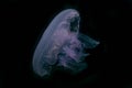 Jelly fish in the Red Sea, Eilat Israel Royalty Free Stock Photo