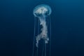 Jelly fish in the Red Sea Royalty Free Stock Photo