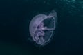 Jelly fish in the Red Sea