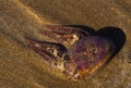 Jelly fish on the sand