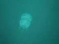 Jelly fish in the sea black sea in Bulgaria Royalty Free Stock Photo