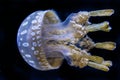 Jelly Fish Sea Life Black Background With tentacles