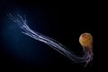 Jelly fish Royalty Free Stock Photo