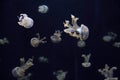 Jelly fish Royalty Free Stock Photo