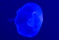 Jelly fish swimming in blue water Royalty Free Stock Photo