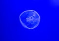 Jelly fish swimming in blue water Royalty Free Stock Photo