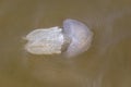 A jelly fish swimming in the muddy murky waters