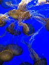 Jelly fish swimming together Royalty Free Stock Photo