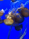 Jelly fish swimming together Royalty Free Stock Photo