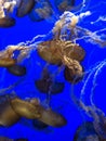 Jelly fish swimming together Royalty Free Stock Photo