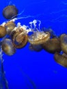 Jelly fish swimming together Royalty Free Stock Photo