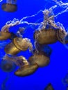 Jelly fish swimming together Royalty Free Stock Photo