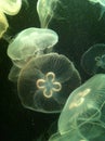 Jelly fish - Moon jellyfish