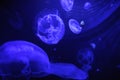 Jelly fish under a flourescent light in aquarium Royalty Free Stock Photo